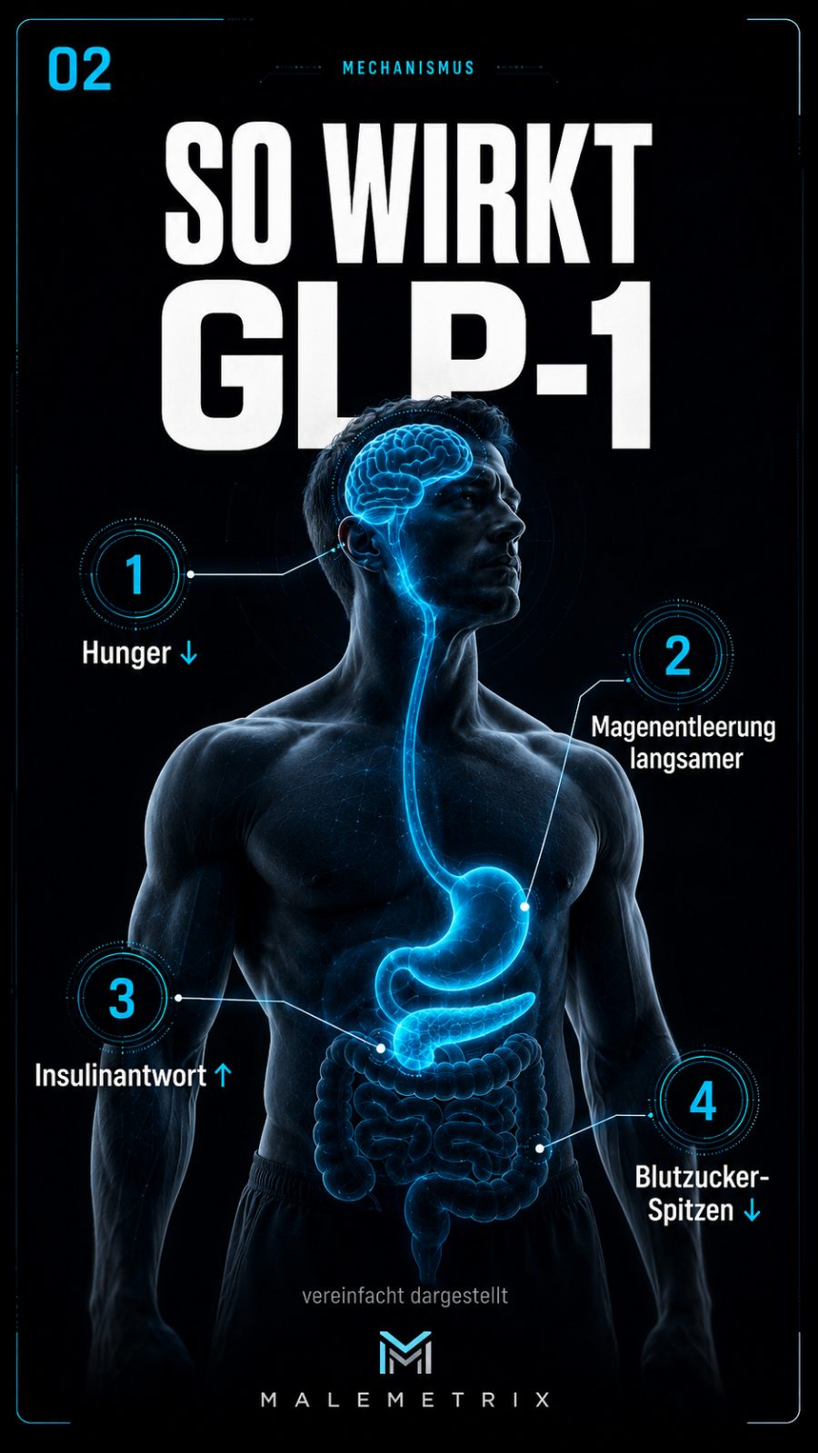 So wirkt GLP-1: Hunger runter, Magenentleerung langsamer, Insulinantwort hoch, Blutzucker-Spitzen runter
