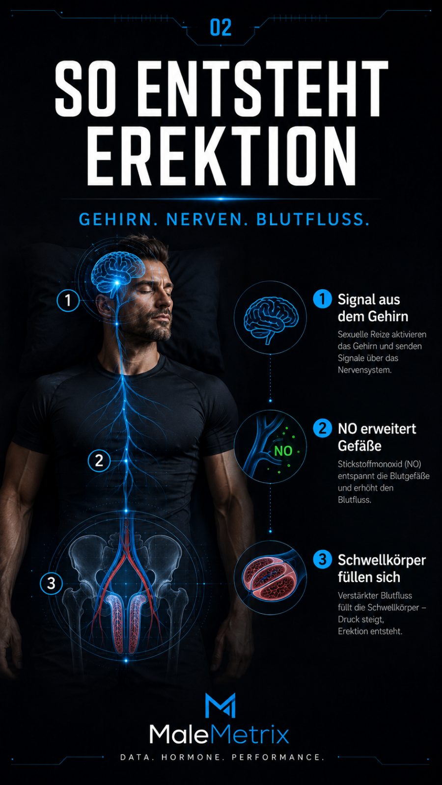 So entsteht eine Erektion: Signal aus dem Gehirn, NO erweitert die Gefäße, Schwellkörper füllen sich