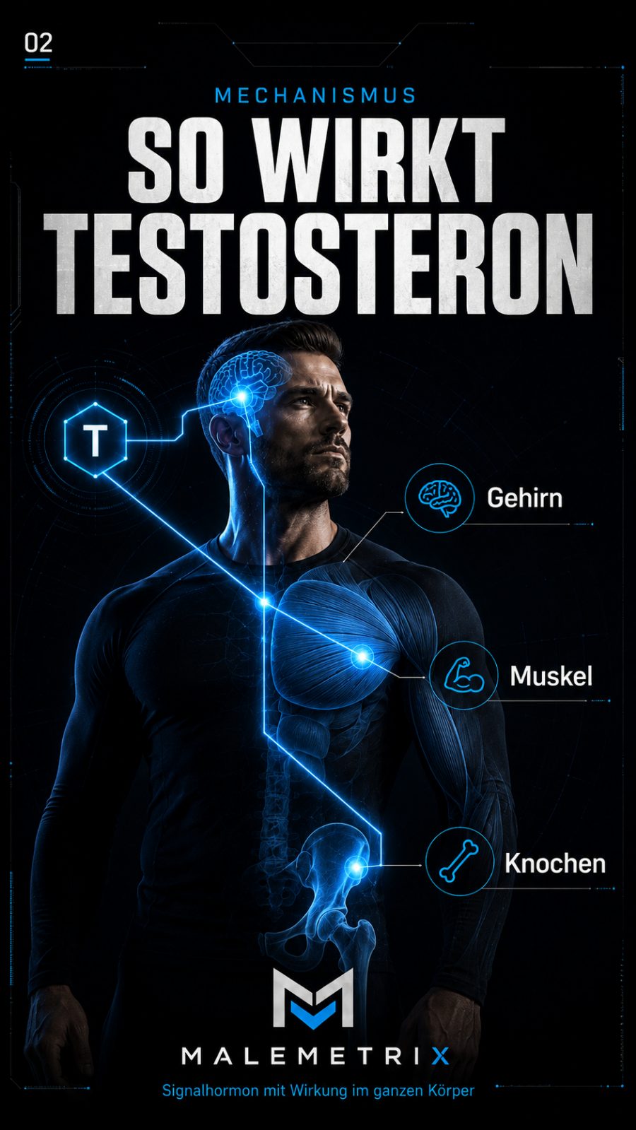 So wirkt Testosteron: Signalhormon mit Wirkung auf Gehirn, Muskel und Knochen