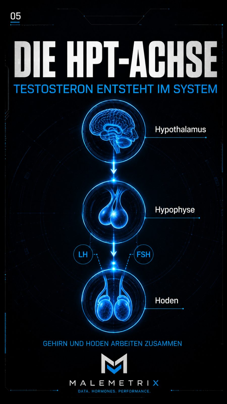 Die HPG-Achse: Hypothalamus, Hypophyse und Hoden mit LH und FSH